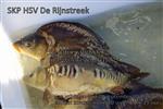 Bekendmaking SKP-Wedstrijdweekend Item 2018